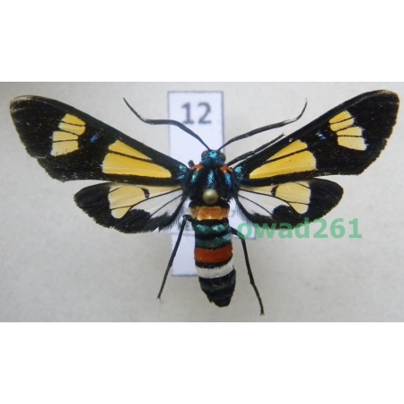 Euchromia folletii Guérin-Meneville, 1832 ex. ovo Kenya 42mm12